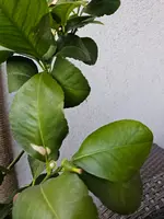 Zitronenbaum alt 3.webp