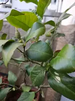 Zitronenbaum alt 4.webp