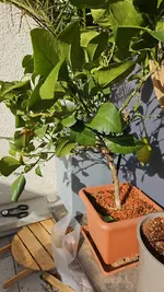 Zitronenbaum alt.webp