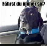 Fährst du immer so_.webp