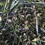 02.03.26 Ventricosa.webp