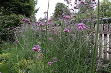 Hecke    0525.webp