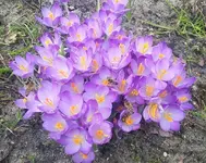 Krokus1.webp