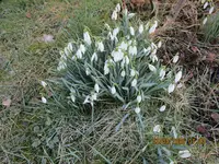 30. einfache Schneeglöckchen.webp