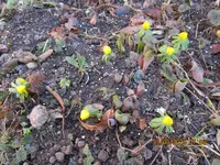 32.Winterlinge und Tulpen.webp