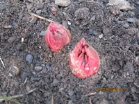 33. gelbe Phäonie mlokosow..webp