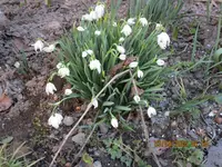 29.gefüllte Schneeglöckchen.webp