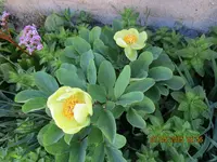 Päonie mlosowitschiie 01.05.2025.webp