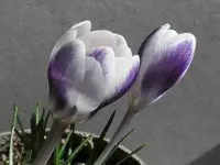 2026CrocWN1.webp