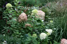 Rispenhortensie Lime Light0317.webp
