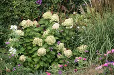 Rispenhortensie Lime Light0418.webp