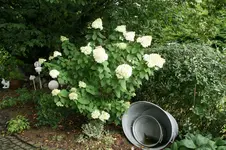 Rispenhortensie Lime Light0419.webp