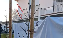 Säulenpflaume.webp