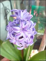 c029.webp