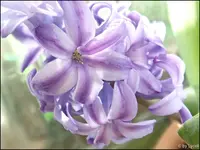 c030.webp