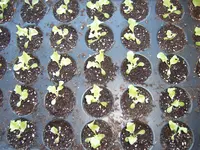 Salat 07.03 (3).webp