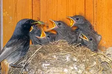 Rotschwänzchen-00100.webp Rotschwänzchen-00100.webp
