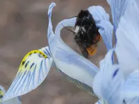Gehörnte Mauerbienen 20260307.webp