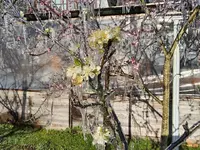 Beregnung 7.webp