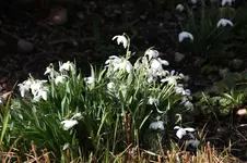 Frühling          0726.webp