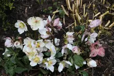 Frühling          0826.webp
