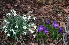 Frühling          0926.webp
