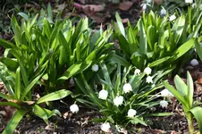 Frühling          1026.webp