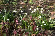 Frühling          1126.webp