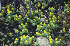 Frühling          1226.webp