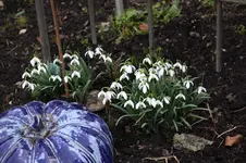 Frühling          1326.webp