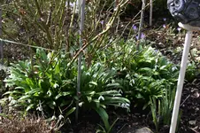 Frühling          1426.webp