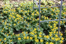 Frühling          1626.webp
