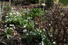 Frühling          1726.webp