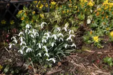Frühling          1826.webp