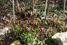 Frühling          1926.webp
