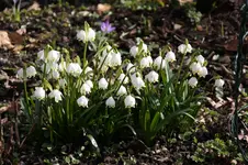 Frühling          2026.webp
