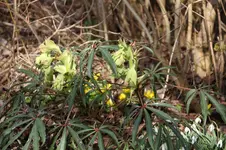 Frühling          2126.webp