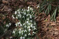 Frühling          2226.webp