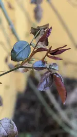 Rosen.webp