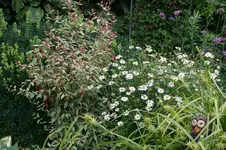 Winterharte Fuchsie0115.webp