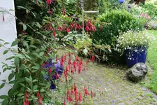 Winterharte Fuchsie0120.webp