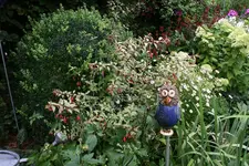 Winterharte Fuchsie0220.webp