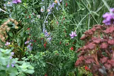 Winterharte Fuchsie0320.webp