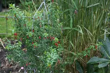 Winterharte Fuchsie0420.webp