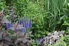 Winterharte Fuchsie0421.webp