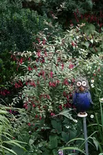 Winterharte Fuchsie0622.webp