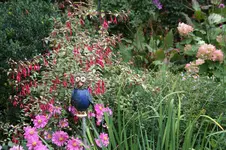 Winterharte Fuchsie0722.webp
