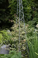 Winterharte Fuchsie0925.webp