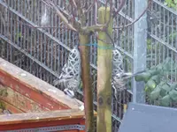 001.webp