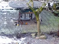 005.webp